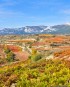 Vineyard at Autumn, Basque Country (Spain)